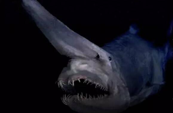 六种海底恐怖图片，抹香鲸大战大王乌贼/尖牙鱼掉什么吃什么