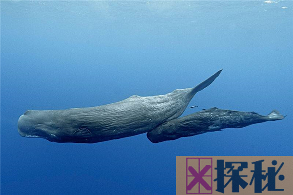 刀齿鲸4000万年前化石出土 它的祖先是四足动物