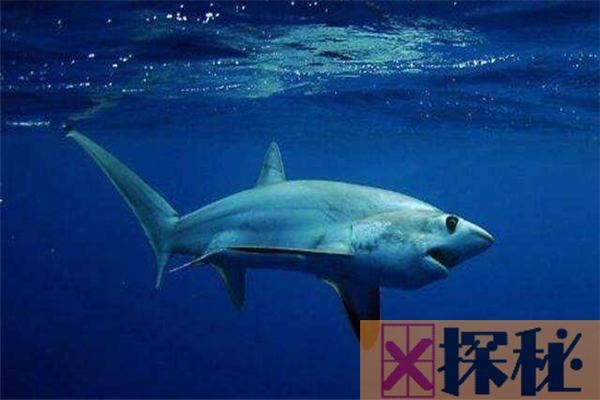 鼠白鲨曾是海洋杀手 速度快是它的杀手锏