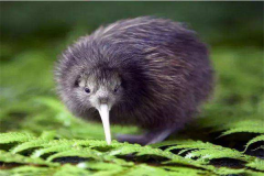 新西兰几维鸟的传说，贵为新西兰国鸟(备受保护)