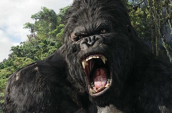 世界上体型最大的猩猩，大猩猩体重210公斤/比利猿身高2.4米