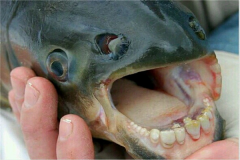 亚马逊大森林里的十大恐怖生物:第一爱咬男性睾丸(长人牙)