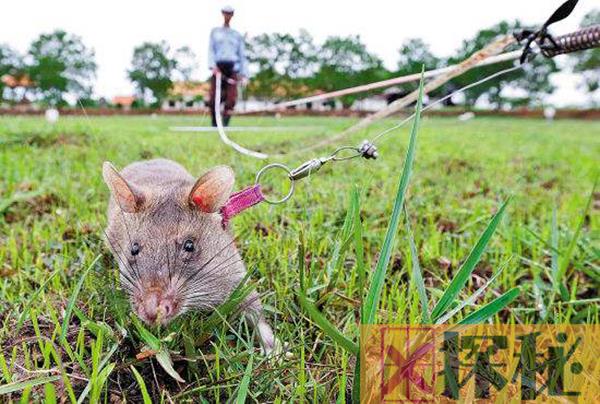 可以帮助人的老鼠非洲巨鼠 嗅觉强大可以帮助看病扫雷