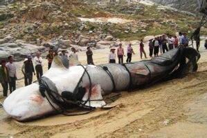 15米巨型哲罗鲑图片，纯属传闻（实为新疆的大红鱼）