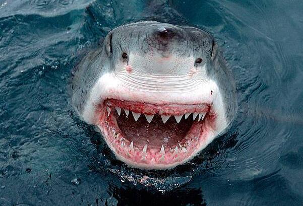 比蜗牛还牙齿多的动物，鲨鱼/一生更换数万颗牙齿