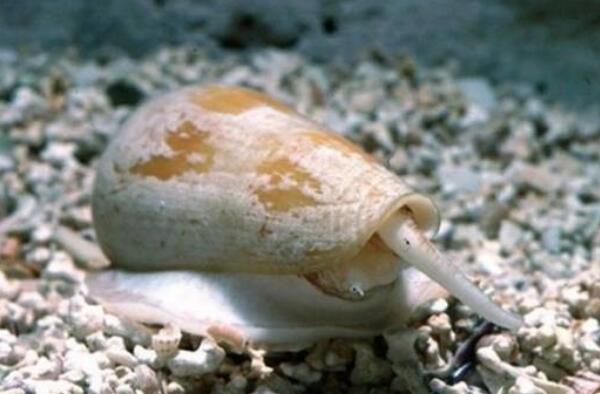 剧毒蜗牛长什么样，锥形蜗牛可致人死亡/海蜗牛会影响神经