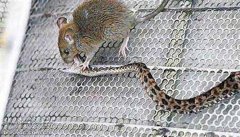 最凶猛的啮齿类动物 食蛇鼠(可以吃蛇的老鼠)