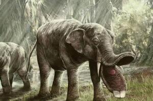 板齿象灭绝的原因，生存环境发生巨变（草原取代森林）