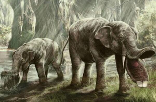 铲齿象为什么灭绝，同类争食/环境变化（有着狭长的鼻子）