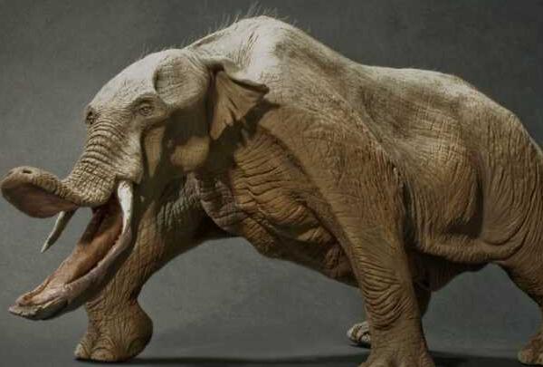 铲齿象为什么灭绝，同类争食/环境变化（有着狭长的鼻子）