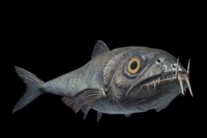 白垩纪的海洋掠食者，矛齿鱼（身长1.5米以鲨鱼为食）