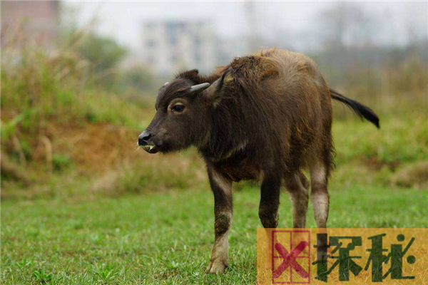 牛的祖先是什么？它曾是欧亚大陆上最大的动物(长3米)