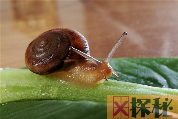 蜗牛的祖先在岩石中被发现 生活于5亿年前(长有120颗牙)
