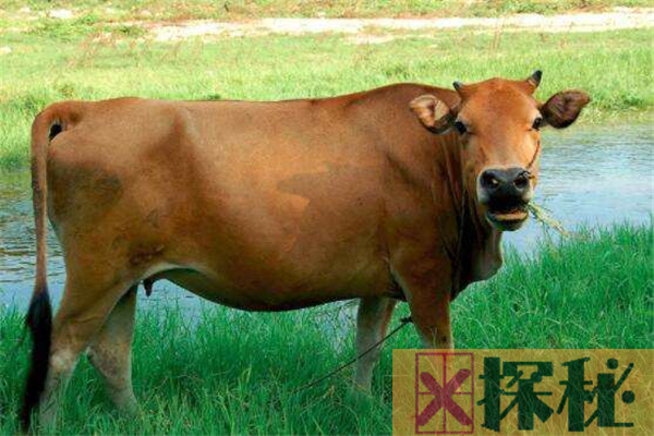 牛的祖先是什么？它曾是欧亚大陆上最大的动物(长3米)