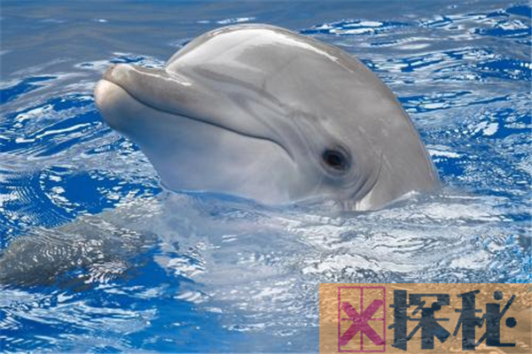海豚的祖先是什么？和人类是否有亲缘关系(早期形似鬣狗)