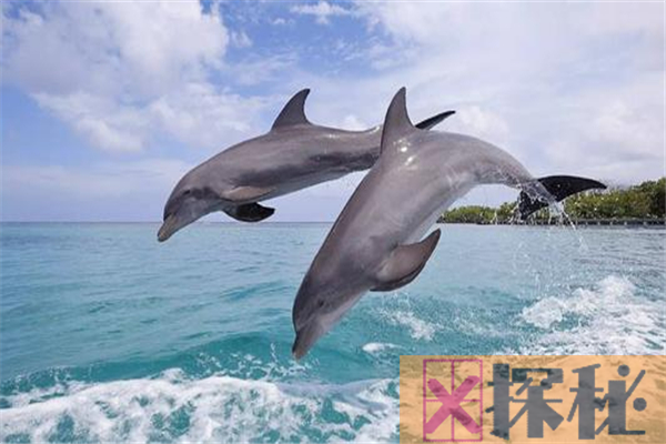 海豚的祖先是什么？和人类是否有亲缘关系(早期形似鬣狗)