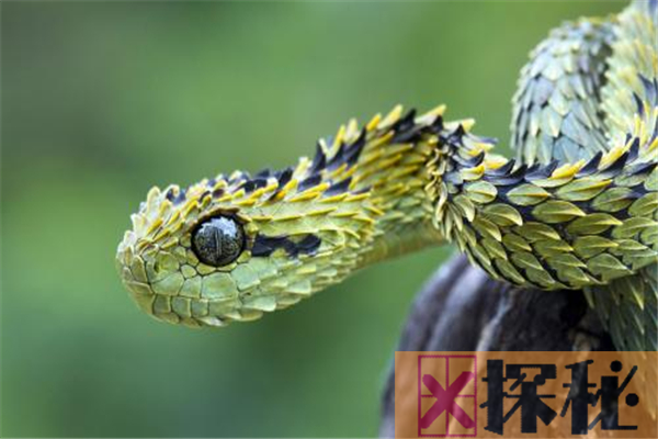 蛇的祖先是什么？曾经长有四脚形似沧龙(拥有100多块肋骨)