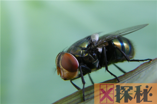 苍蝇的祖先是什么？缅甸矿井发现远古苍蝇琥珀(1亿年前)