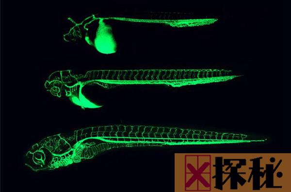 荧光斑马鱼是什么鱼?荧光斑马鱼为什么会发光