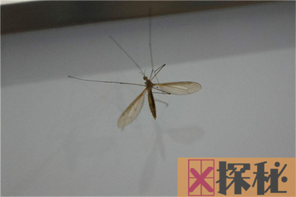 蚊子的祖先最早可追溯到侏罗纪，远古蚊子和老鹰一样大