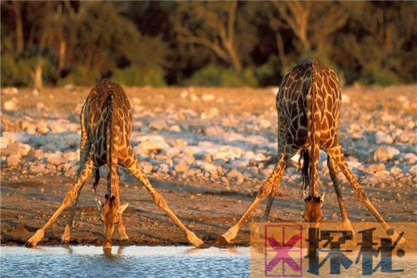 长颈鹿的祖先是什么？脖子和腿都不长(被误认为远古斑马)