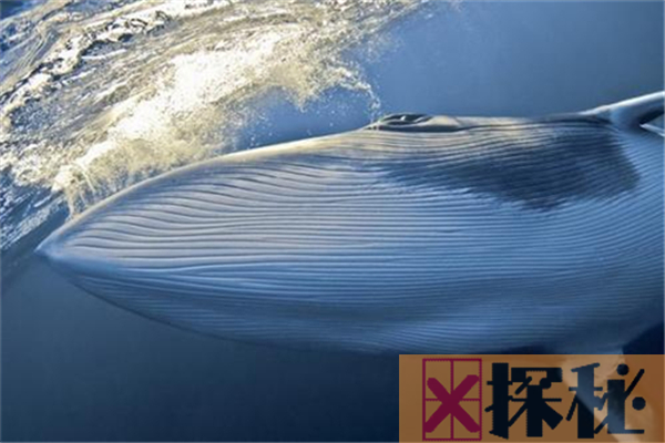 须鲸的祖先是原鲸，它是目前为止最古老的鲸鱼(水陆两栖)