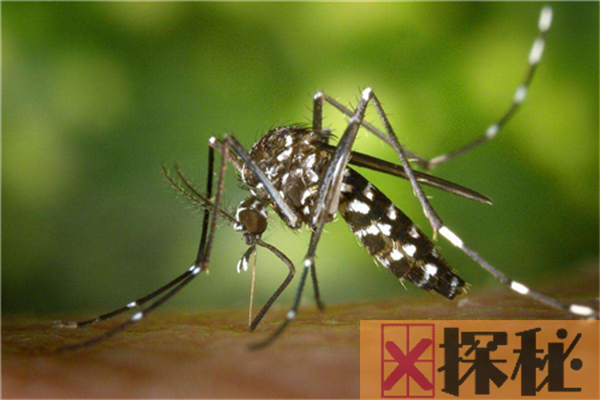 蚊子的祖先最早可追溯到侏罗纪，远古蚊子和老鹰一样大
