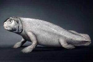 鱼到人的进化图片，鱼-提塔利克鱼-两栖动物-人（跨越亿年）