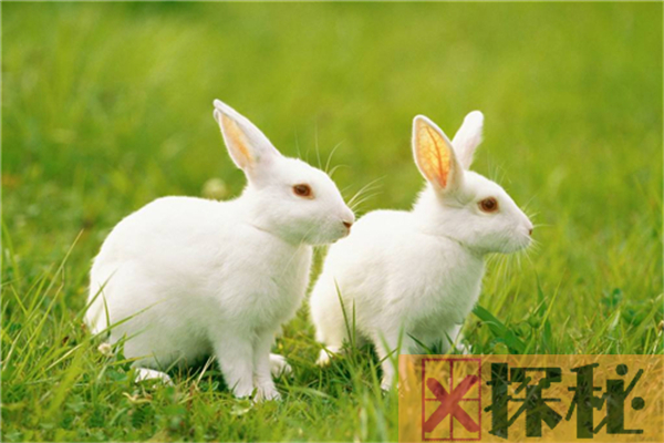 兔子的祖先是什么？