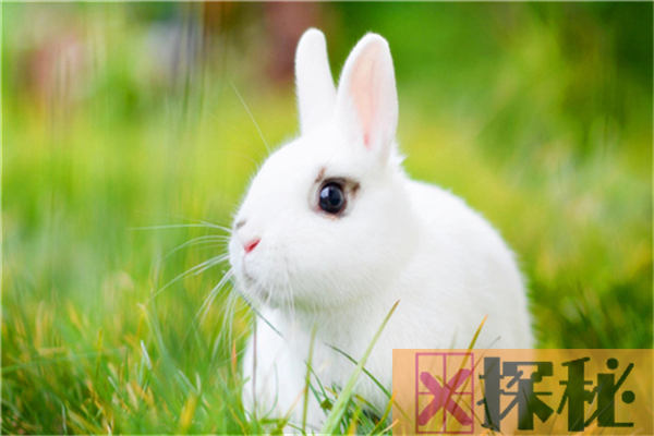 兔子的祖先是什么？