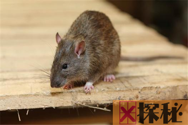 老鼠的祖先是什么？