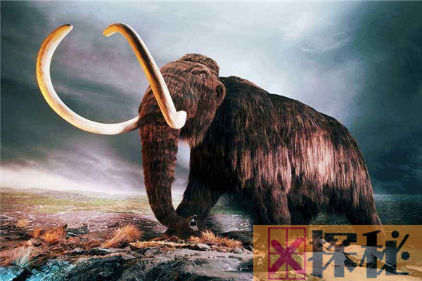 真猛犸象曾是世界上最大的象 经历几万年骨骼依然未石化