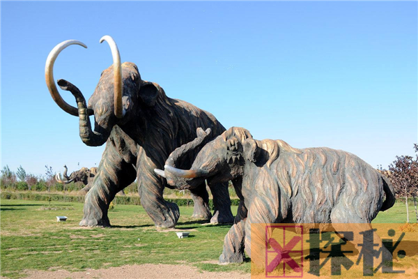 真猛犸象曾是世界上最大的象 经历几万年骨骼依然未石化