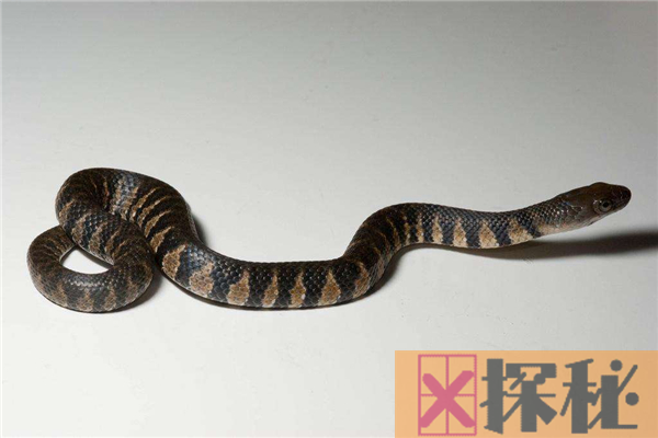 真足蛇生存于9200万年前 是由古蜥蜴进化而来