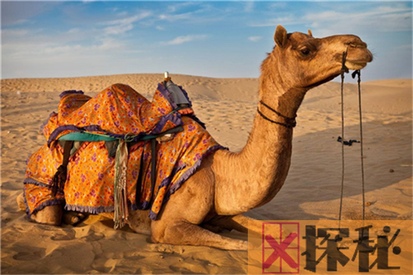 骆驼的祖先是什么？