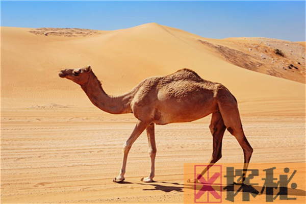 骆驼的祖先是什么？