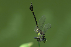 蜻蜓的祖先是什么？