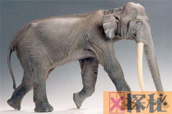 欧洲矮象与当代亚洲象血缘深厚 曾被西方称之为神灵