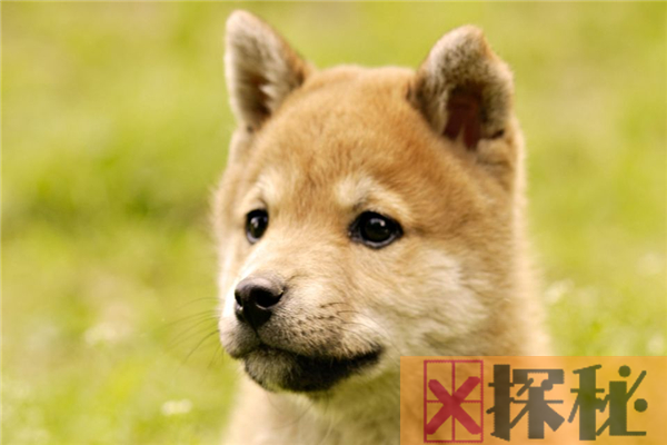 秋田犬的祖先是什么？