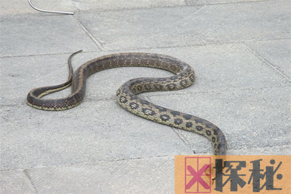 曲蛇的祖先是什么？