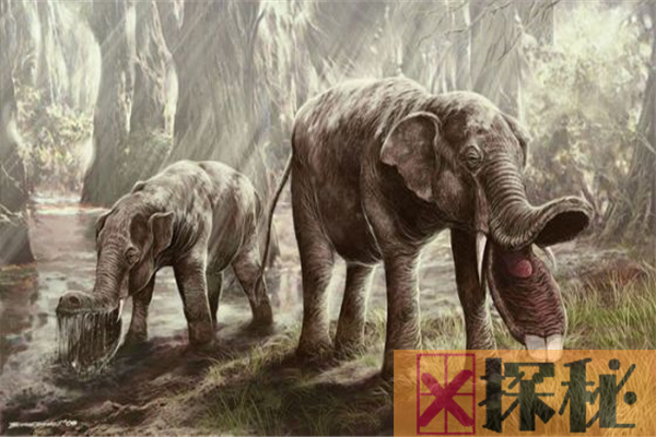 棱齿象或是大象的祖先，因环境巨变灭绝(适应能力差)