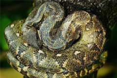 蟒蛇有多长？一口能吞下斑马 身体似水桶粗(最长12米)