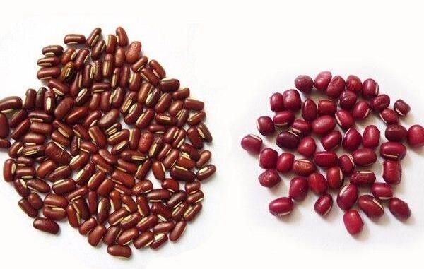赤小豆和红豆的区别，赤小豆扁扁可入药（红豆圆圆只能吃）