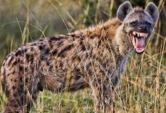 鬣狗为什么不主动攻击人类?难道是对人类有特别的亲近吗