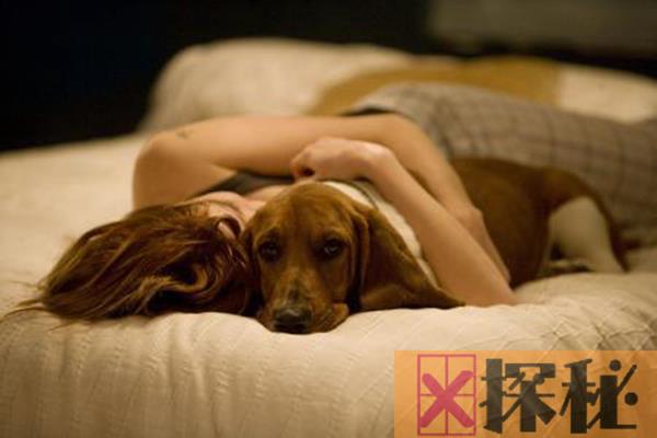 狗狗为什么喜欢挨着人睡?原来不仅仅是喜欢主人