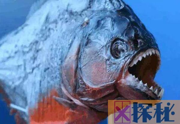 秘鲁食人鱼吃小孩事件揭秘 真的有食人鱼将小孩吃掉?