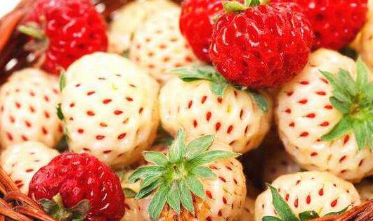 菠萝莓和白草莓有什么关系?菠萝莓售价多少钱一斤