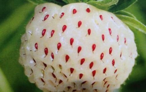 菠萝莓和白草莓有什么关系?菠萝莓售价多少钱一斤