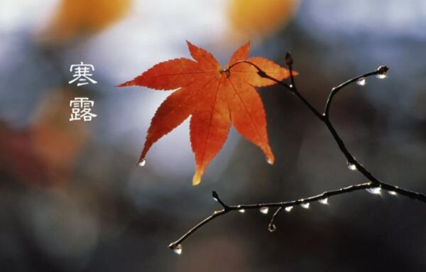 寒露节气的含义是什么，秋季时节的正式开始（每年的10月8-9日）