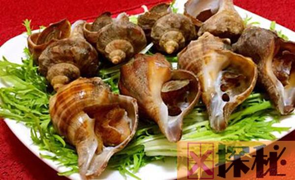 海螺好吃吗 吃海螺时候应该注意哪些问题